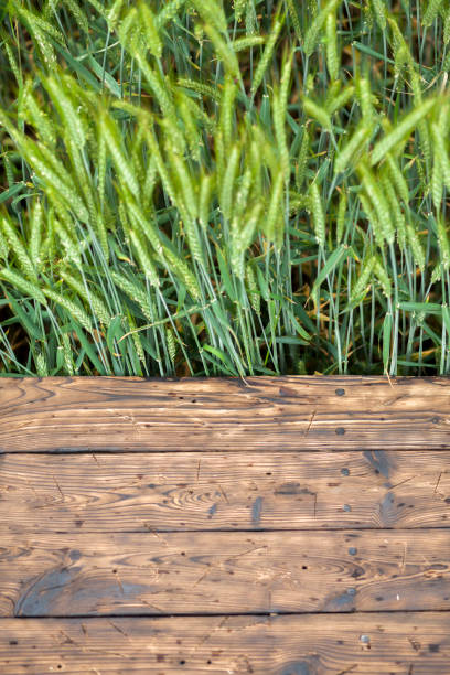 istock Old brown board erected in a field of rye in spring 1251115101