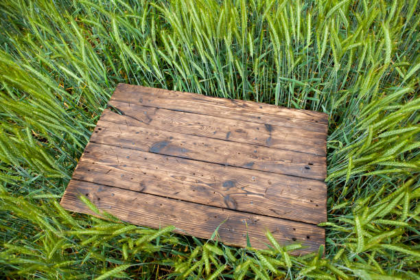 istock Old brown board erected in a field of rye in spring 1251115628
