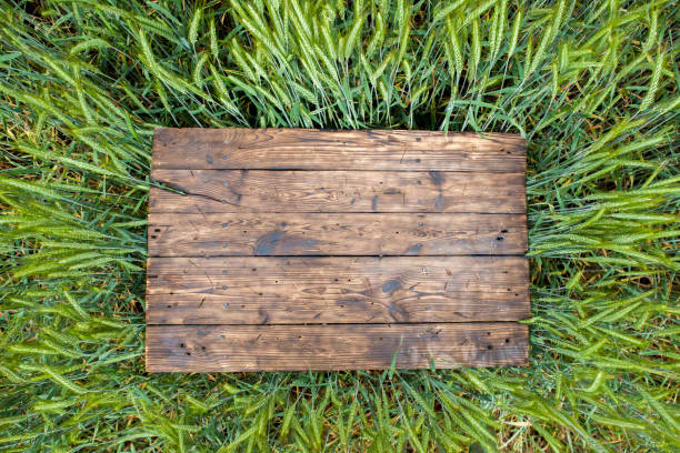 istock Old brown board erected in a field of rye in spring 1251115646