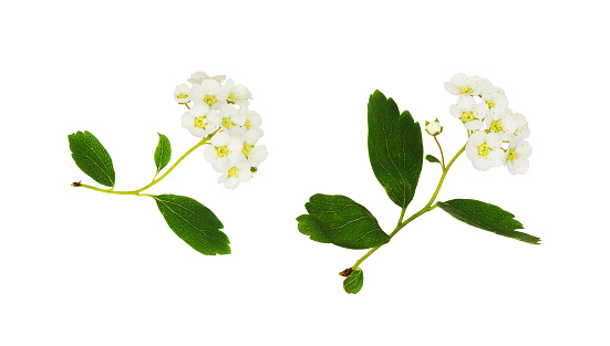 Twigs of spiraea chamaedryfolia flowers and leaves isolated on white