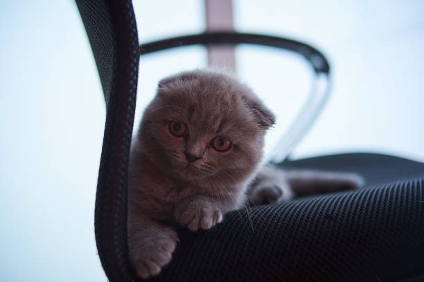 Scottish fold cat. Curious Scottish fold kitten. closeup looking at camera. High quality photo