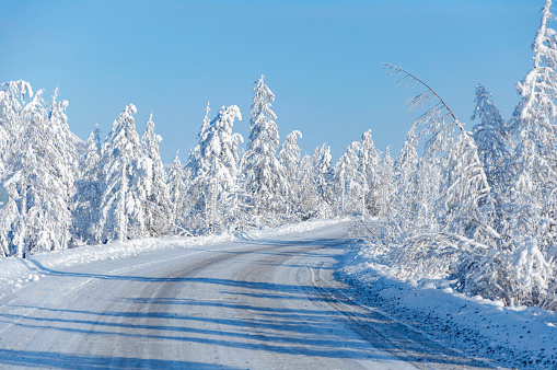 Boreal forest (taiga) with spruce trees covered in snow on sunny day on the road to Oymyakon in the Republic Sakha Yakutia, Adventure travel in Russia from Yakutsk to Magadan