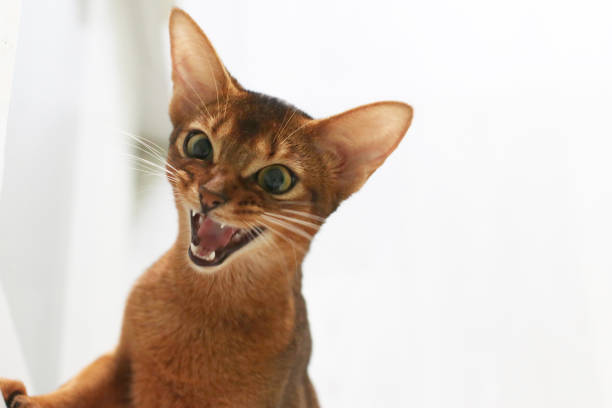 istock The Beautiful Abyssinian Cat Smiles and Meows 1251118921