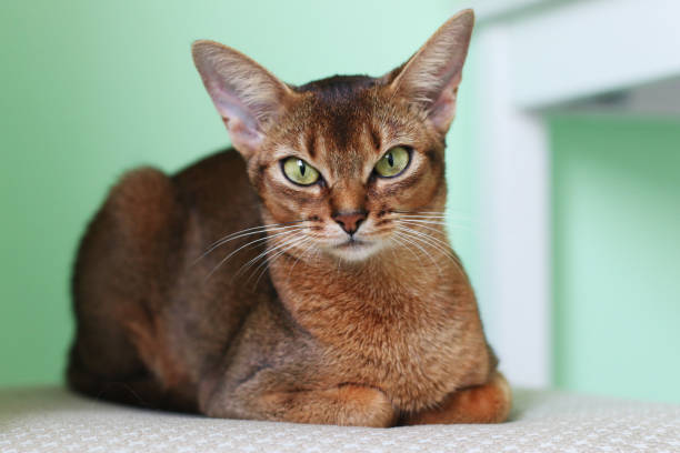 istock The Beautiful Abyssinian Cat Lays at Home 1251118928