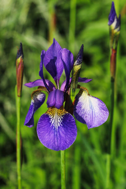 istock The Blue Iris in the Summer Garden 1251118942