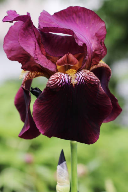 istock The Royal Iris in the Summer Garden 1251119024