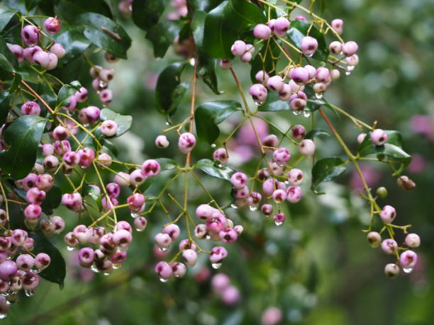 Closeup photo of lots of pink Lilypilly berries with raindrops hanging off them hanging on stems on a tree growing in the rainforest on the north coast of NSW