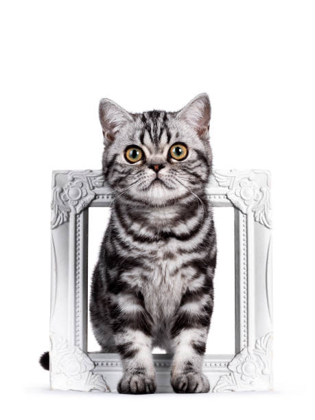istock Young British Shorthair cat kitten on white 1251121886