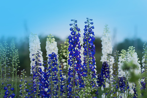 Delphinium in the garden. Blue delphinium flower as nice natural background