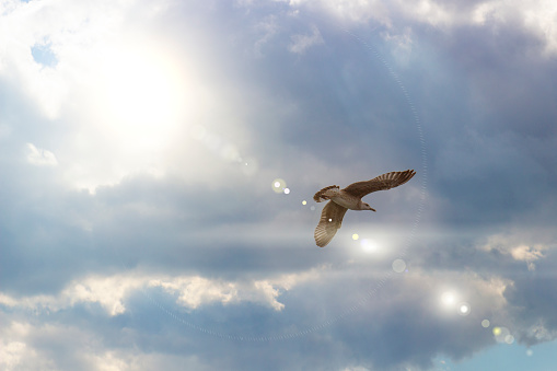 Seagull in flight against cloudy sky in Istanbul, Turkey