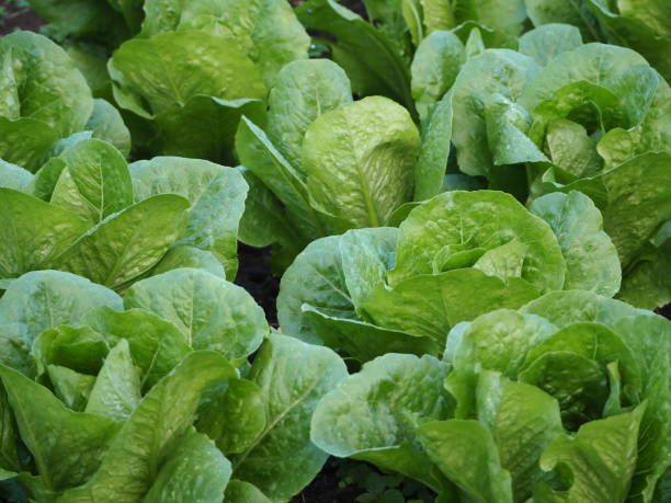 istock Organic Cos Lettuces Closeup 1251125865