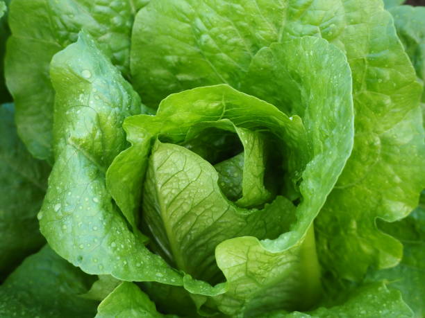 istock Organic Cos Lettuce Closeup 1251125961