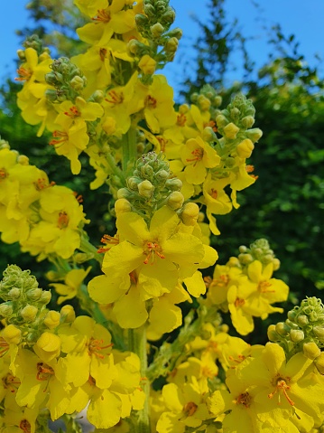 Close up of yellow flowers of a mahonia, Berberis aquifolium or Gewöhnliche Mahonie