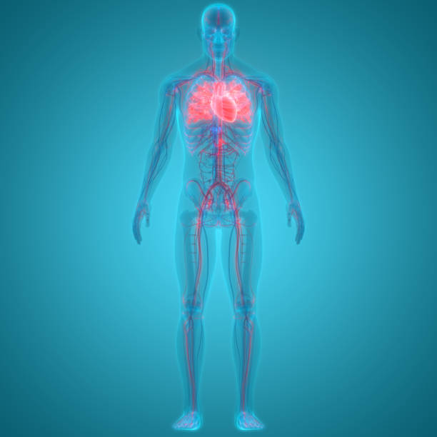 istock Human Circulatory System Heart Anatomy 1251131431