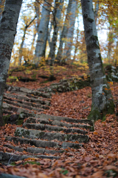 passos de madeira em uma floresta no outono - staircase steps istanbul turkey - fotografias e filmes do acervo