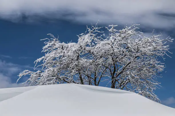 winter landscape with snowy tree on a hill