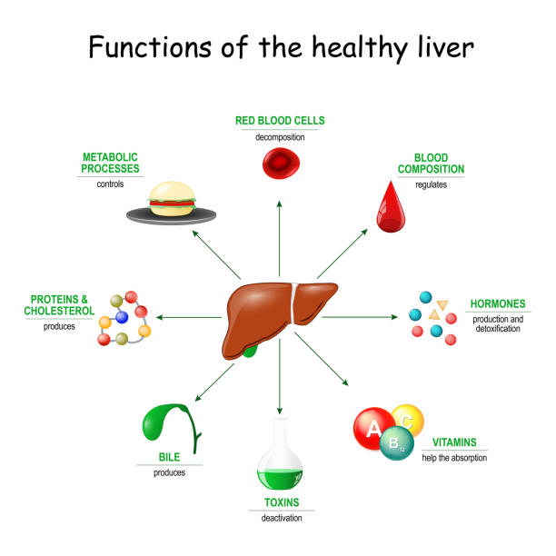 Functions of the healthy liver. Functions of the healthy liver. From detoxification, and deactivation of poisons and toxins, to synthesis of bile, proteins, Amino acids and cholesterol. metabolism. biological process stock illustrations