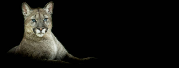 istock Template of a Puma with a black background 1251136523
