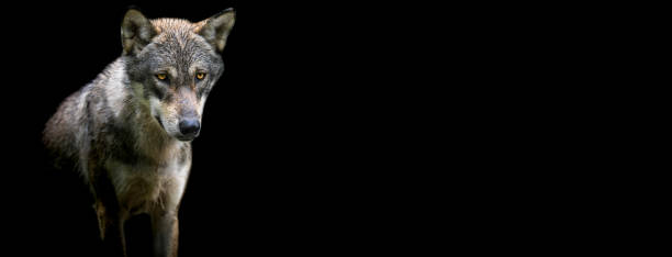 istock Template of a Grey Wolf with a black background 1251136655