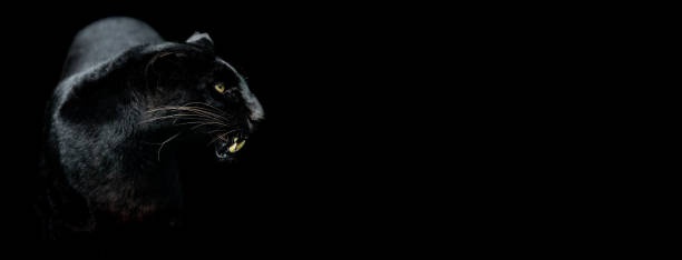 istock Template of a Black panther with a black background 1251136664