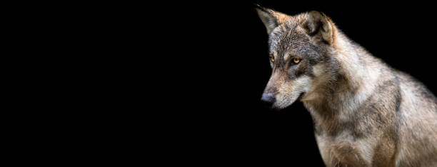 istock Template of a Grey Wolf with a black background 1251136776