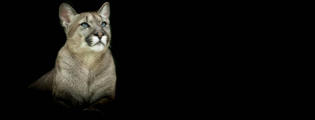 istock Template of a Puma with a black background 1251136853