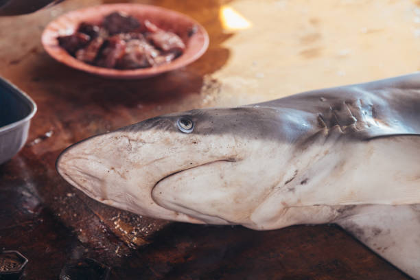 Dead shark on the fish market at Sri-Lanka.