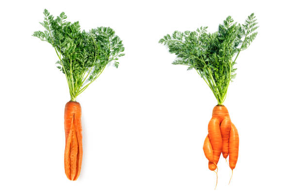 istock Fresh big red carrot cracked and fancy in shape on a white background. 1251137521
