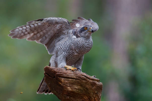 istock northern goshawk in the forest 1251137770
