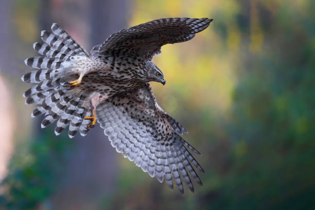 istock northern goshawk in the forest 1251137776