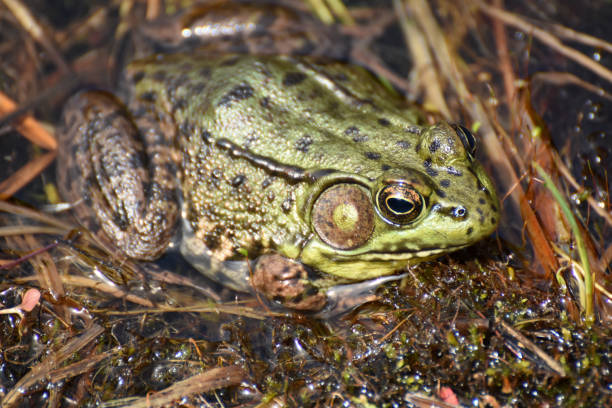 istock Green Frog in a Marsh in the Springtime 1251137978