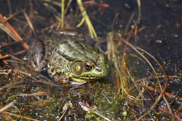 istock Green Frog in a Marsh in the Springtime 1251137983