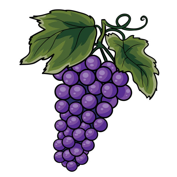 緑色の葉を持つ紫色のブドウの一握り、漫画のイラスト、白い背景に孤立したオブジェクト、ベクトルイラスト、 - grape green red purple点のイラスト素材／クリップアート素材／マンガ素材／アイコン素材