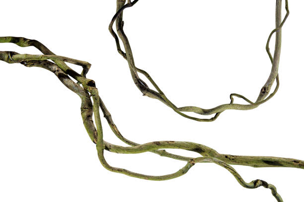 wood root Bush grape or three-leaved wild vine cayratia (Cayratia trifolia) liana ivy plant bush, nature frame jungle border, isolated on white background with clipping path included. Floral Desaign. HD Image and Large Resolution. can be used as wallpaper, real zise raíz de madera uva bush o cayratia de vid silvestre de tres hojas (cayratia trifolia) arbusto de hiedra liana, borde de la selva marco de la naturaleza, aislado sobre fondo blanco con camino de recorte incluido. floral desaign. imagen hd y gran resolució