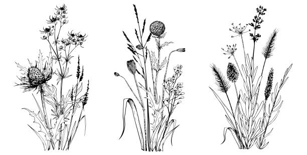 Wild herbs and flowers. Wild herbs and flowers. Isolated bouquet compositions. Hand drawn botanical illustration. wildflower drawing stock illustrations