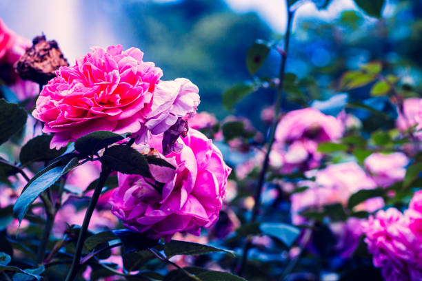 istock Dream of a red rose 1251140605