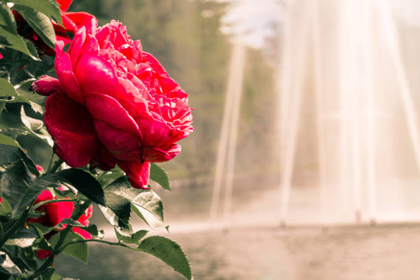 Close up of a rose in front of a fountain.