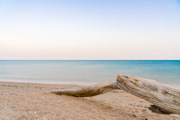 drijfhout op het strand - drijfhout stockfoto's en -beelden