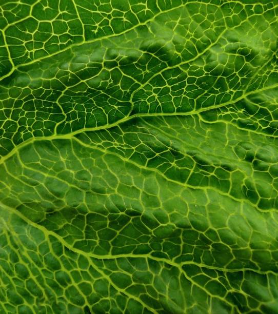 istock Macro image of bright green leaves texture for background, close-up. Pattern of emerald leaf veins structure. Nature collection. 1251141799