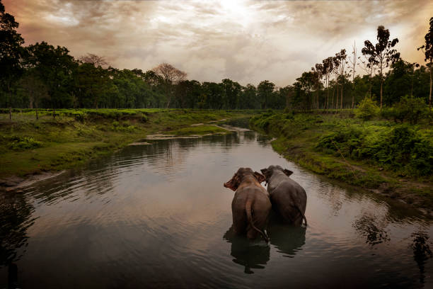 zwei elefanten zu fuß weg in einem fluss in einer malerischen lage in der nähe von manas nationalpark, assam, indien. - ein bad nehmen fotos stock-fotos und bilder