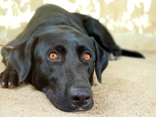 istock Black Lab woke up surprised 1251141980