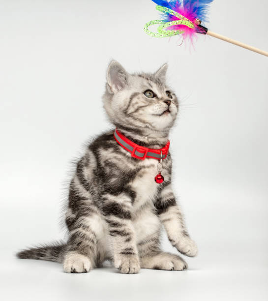 istock Pretty kitten (british shorthair) playing with a cat's toy 1251142086
