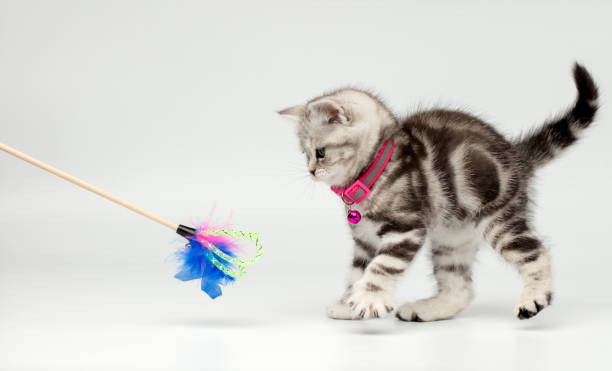 istock Pretty kitten (british shorthair) playing with a cat's toy 1251142136