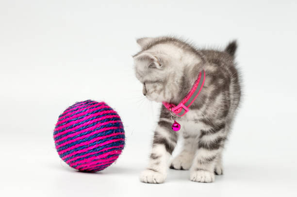 Pretty kitten (british shorthair cat) with a toy ball on a gray background. Space for copy.