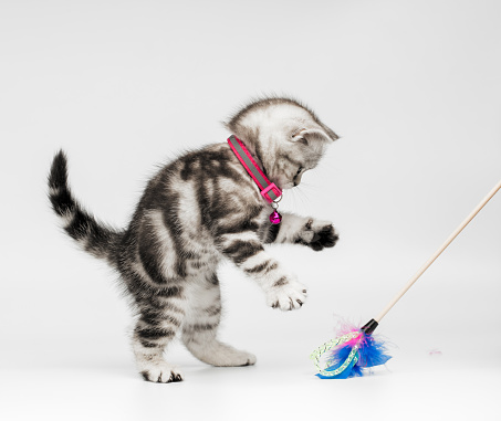 Pretty kitten (british shorthair cat)  playing with a cat's toy on a gray background. Space for copy.