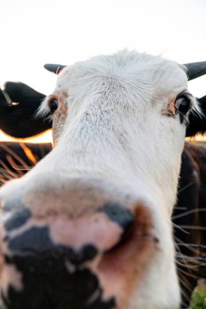 istock Funny close up of a cow 1251142263