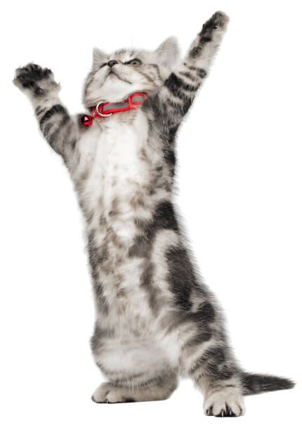 Pretty kitten (british shorthair) with its paws up on a white background stock photo