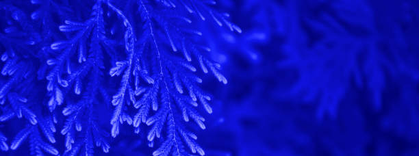 istock fern trees in cliffs and valleys with phantom blue color. can be used as background and wallpaper. the concept of web banners. 1251142285