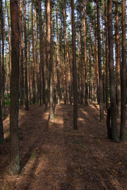 istock beautiful pine forest in the evening in sunny weather 1251144005
