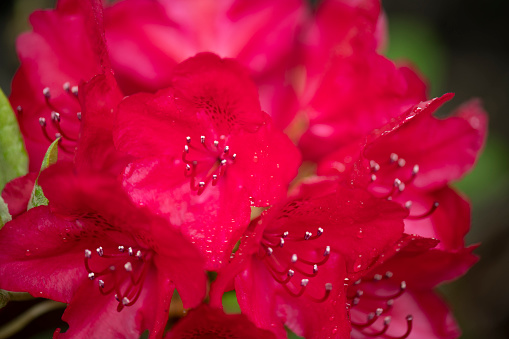 Close-Up Of Water Drops On Flower Bud. Peony on green background. Copy space